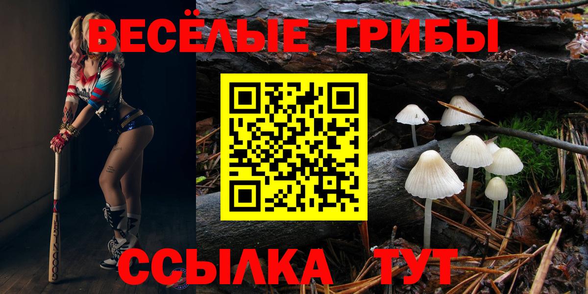 Галлюциногенные грибы Psilocybe Лесосибирск